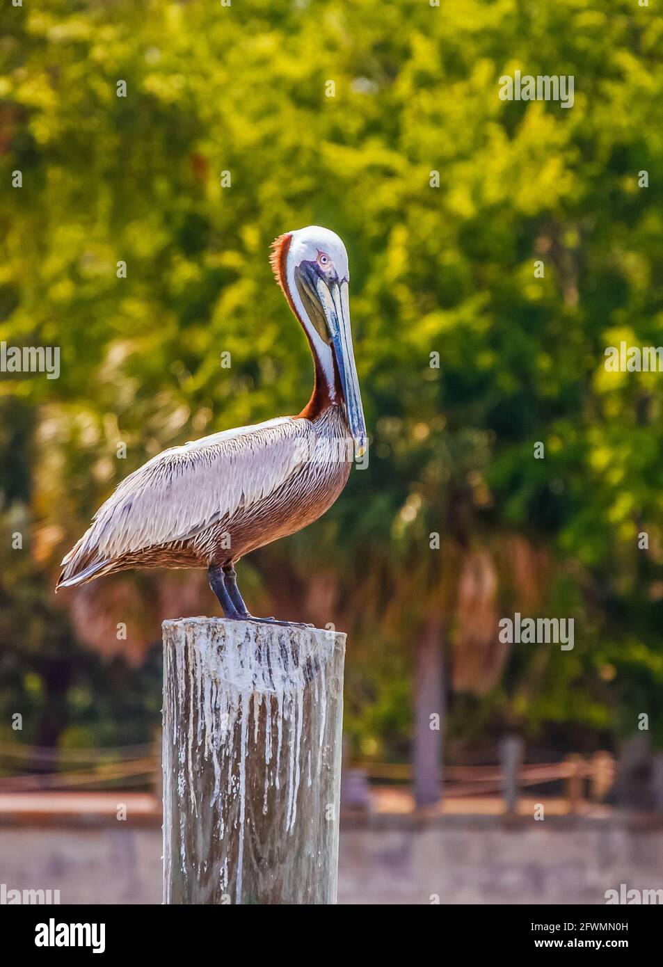 Pelican perché sur la poste Banque D'Images