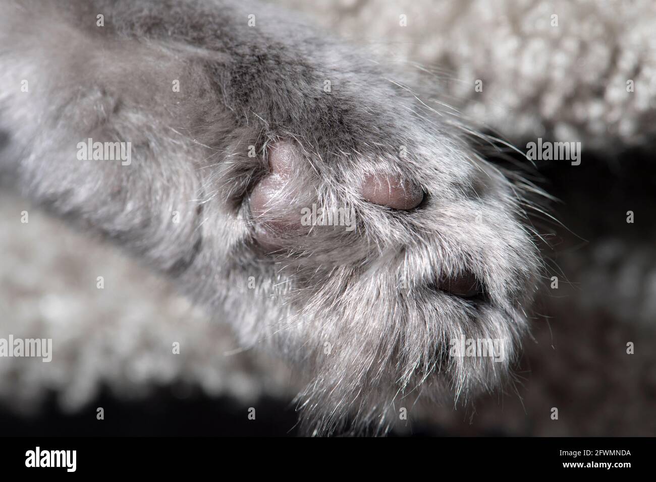 Gros plan sur les paw d'un long chaton gris aux cheveux. Banque D'Images