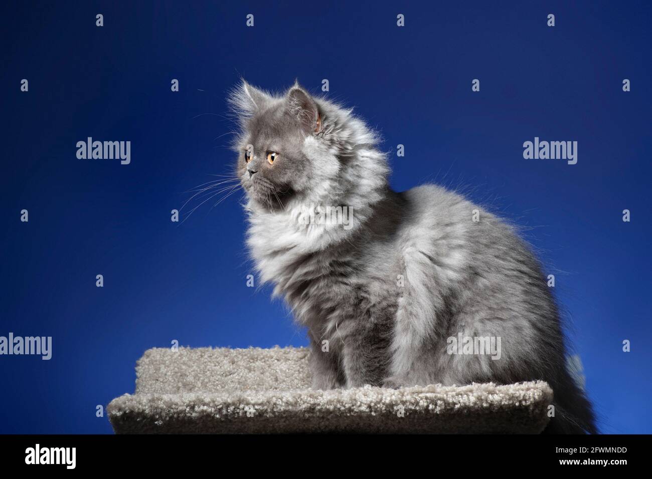 Adorable Chaton Persan A Face Plate Photo Stock Alamy