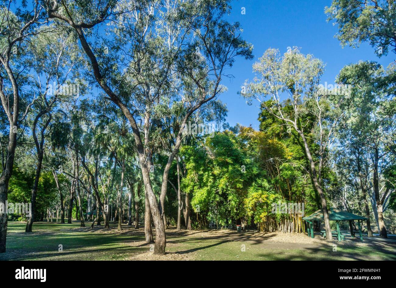 Emerald Botanic Gardens, Emerald, région des Hautes-terres centrales, Queensland, Australie Banque D'Images