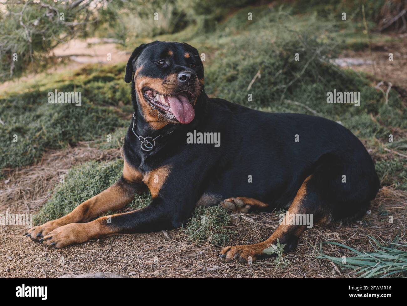 Rottweiler femme en train de profiter d'une journée d'automne Banque D'Images