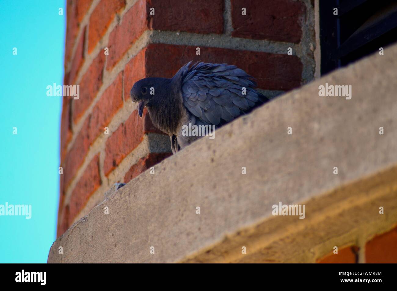 La maison de Pigeon roosting sur un rebord de fenêtre sur un phare Au Michigan Banque D'Images La maison de Pigeon roosting sur un rebord de fenêtre sur un phare Au Michigan Banque D'Images