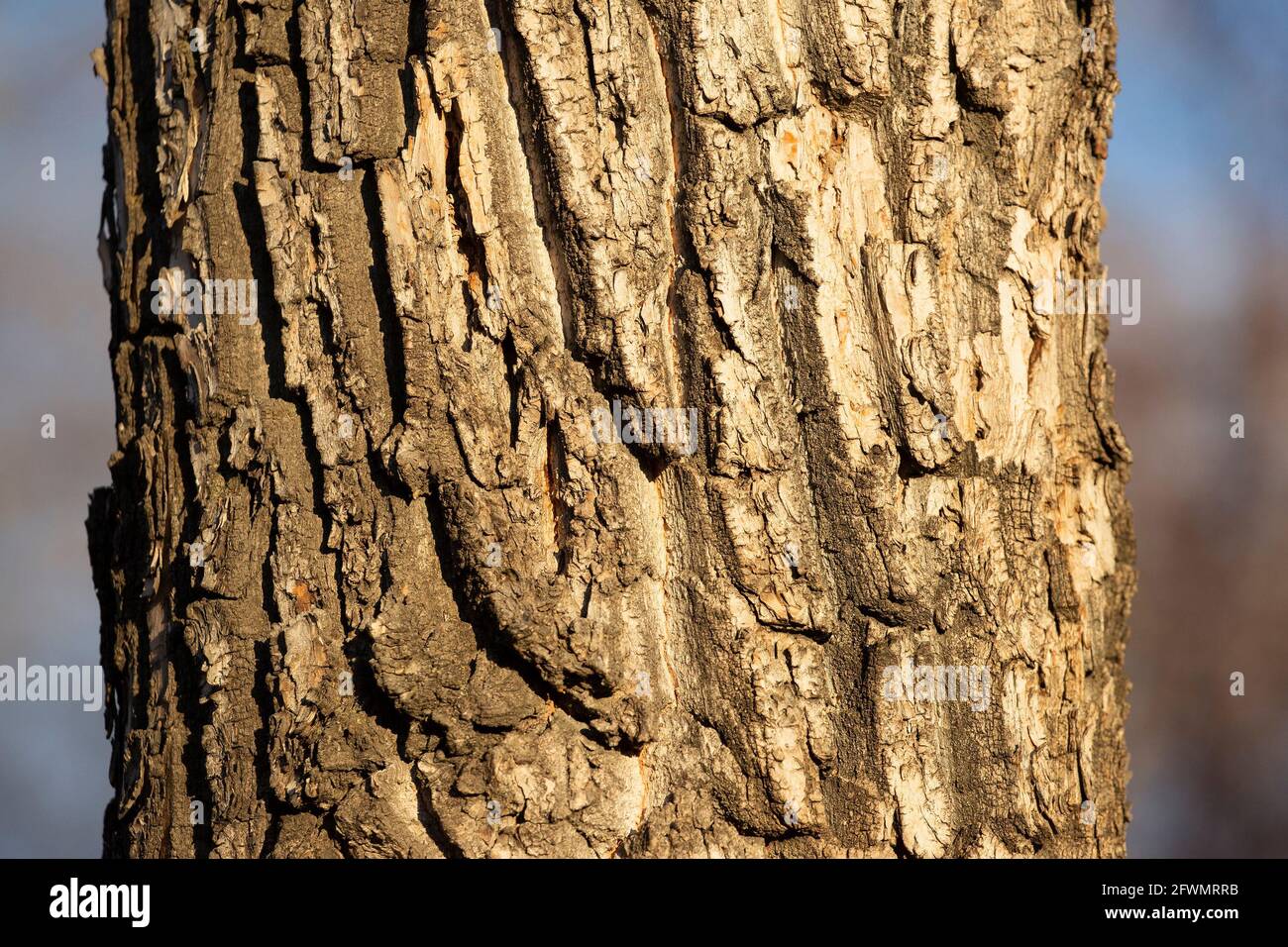 Gros plan de l'écorce de peuplier baumier (Populus balsamifera) Banque D'Images