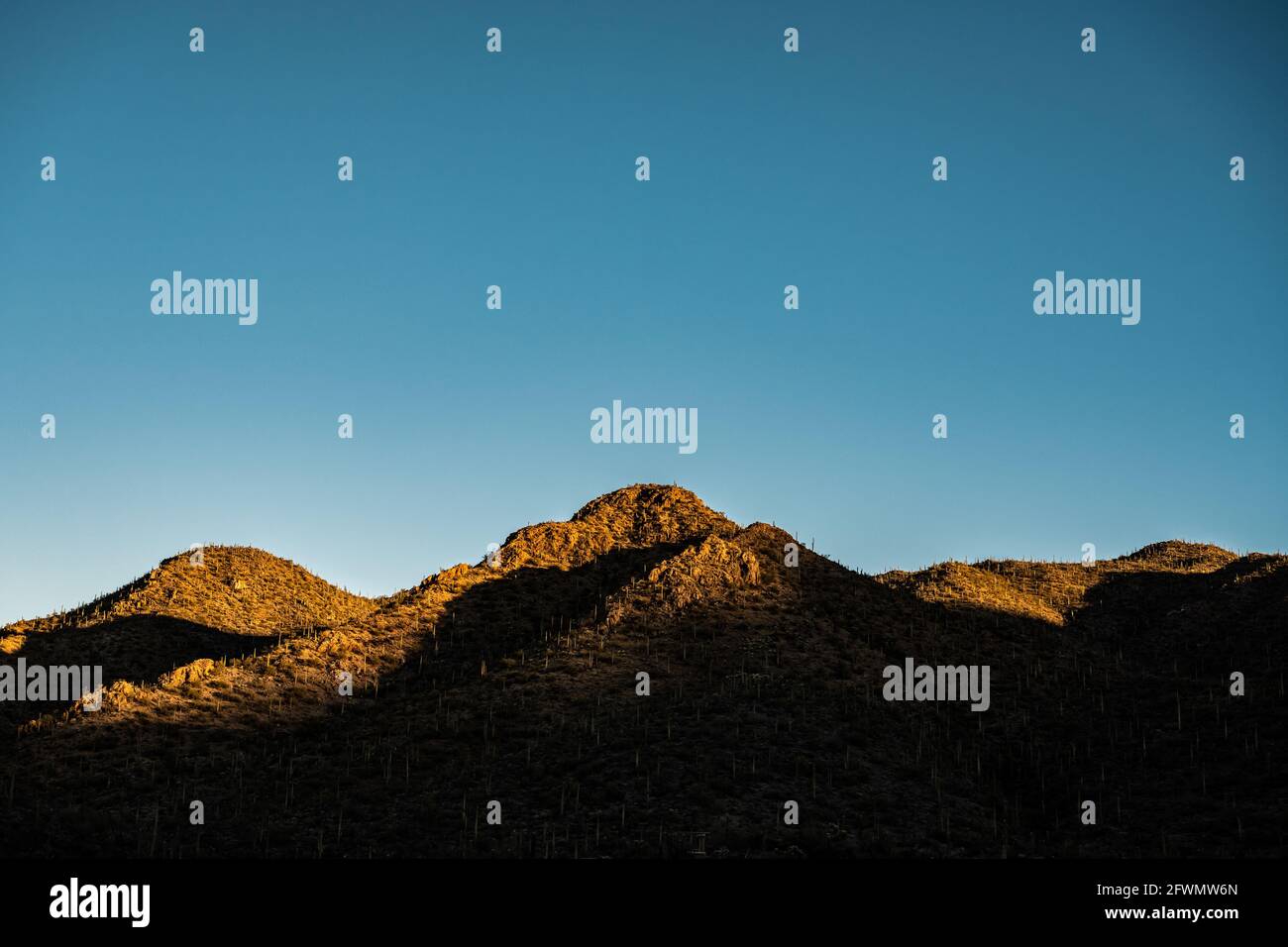 Le matin, les couleurs de la piste Hugh Norris s'allume Parc national de Saguaro Banque D'Images