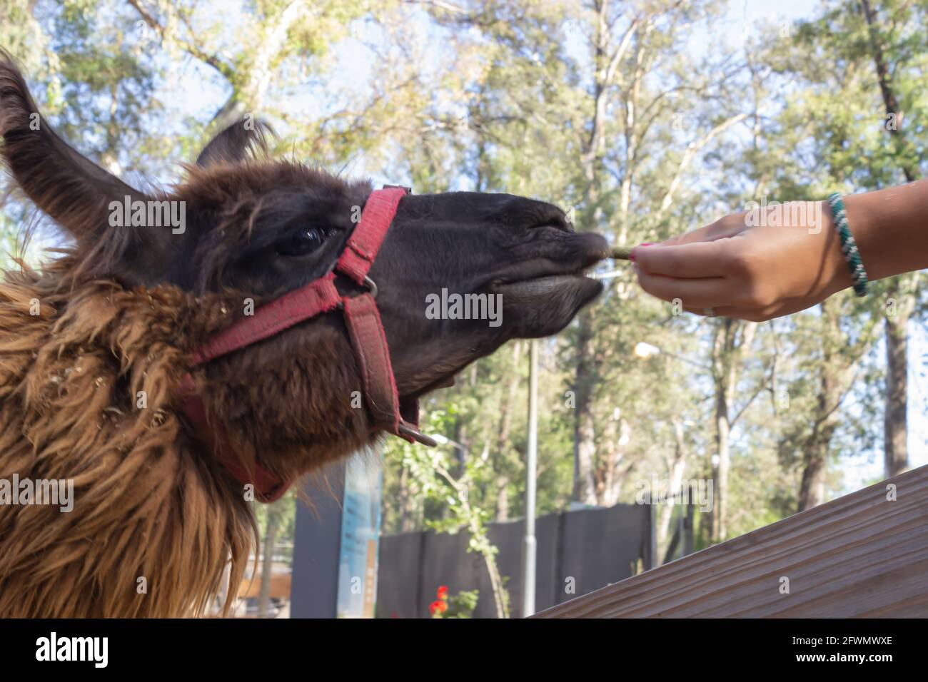 Personne nourrissant du lama brun (lama glama) Banque D'Images