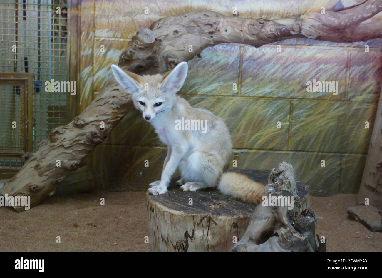Fennec Banque D Image Et Photos Page 10 Alamy