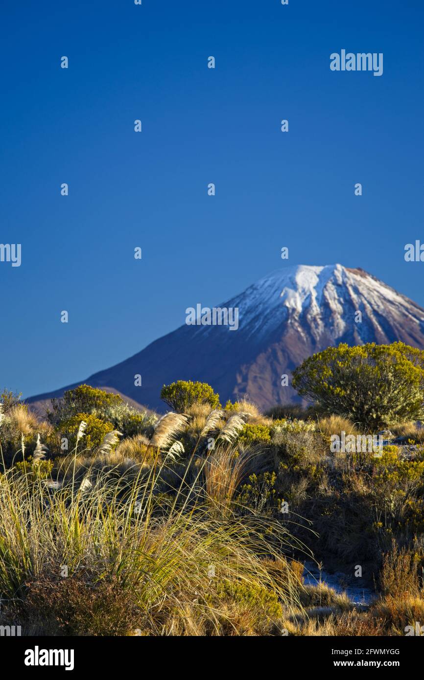 Mont Ngauruhoe dans le Parc National de Tongariro , Nouvelle-Zélande , en arrière-plan avec la flore indigène au premier plan avec un foyer étroit. Banque D'Images