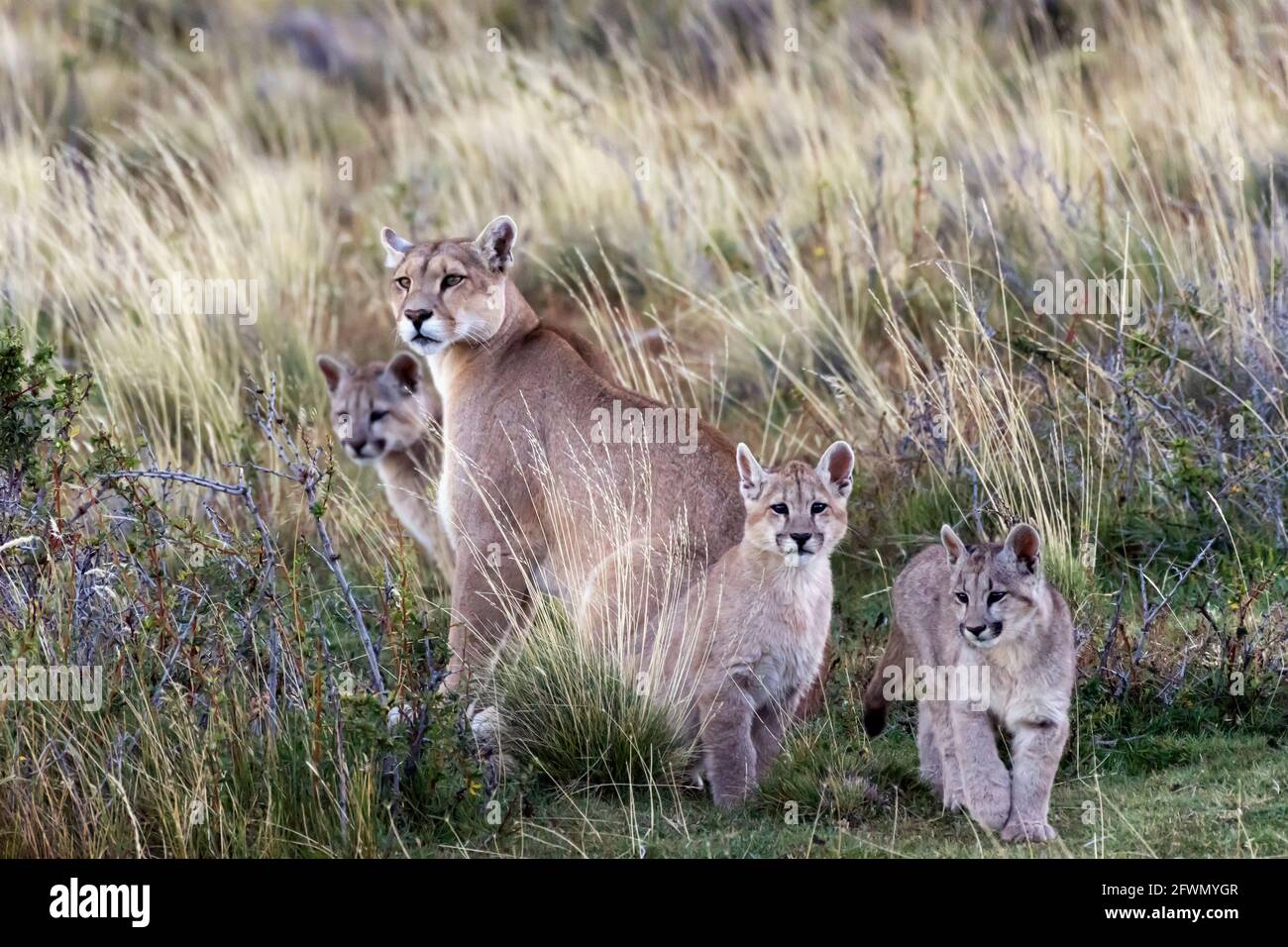 Mère puma avec 3 chatons, PN de Torres del Paine, Chili Banque D'Images
