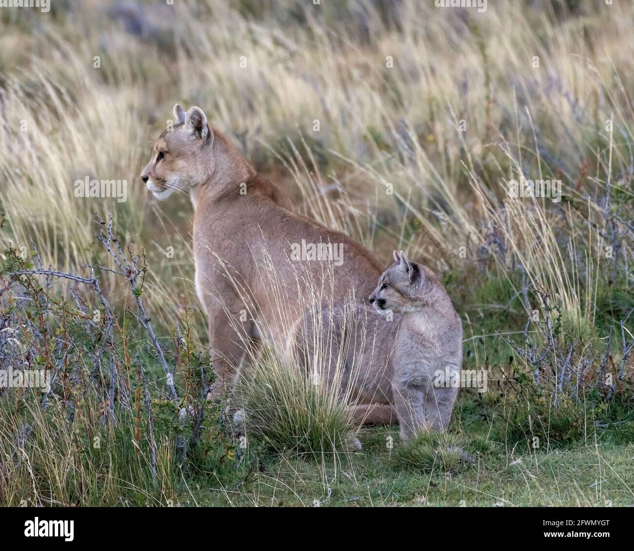 Alertez la mère puma et le chaton dans la soirée dans les pampas près de Lago Sarmiento, Patagonie Banque D'Images