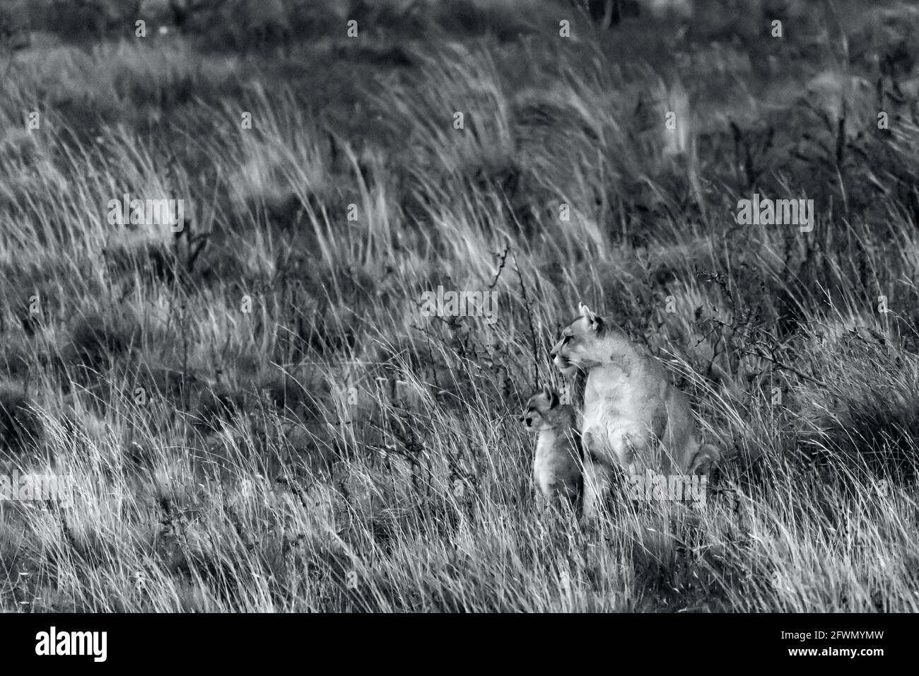 Alerter la mère puma et le chaton la nuit dans les hautes herbes, Lago Sarmiento, Patagonie Banque D'Images