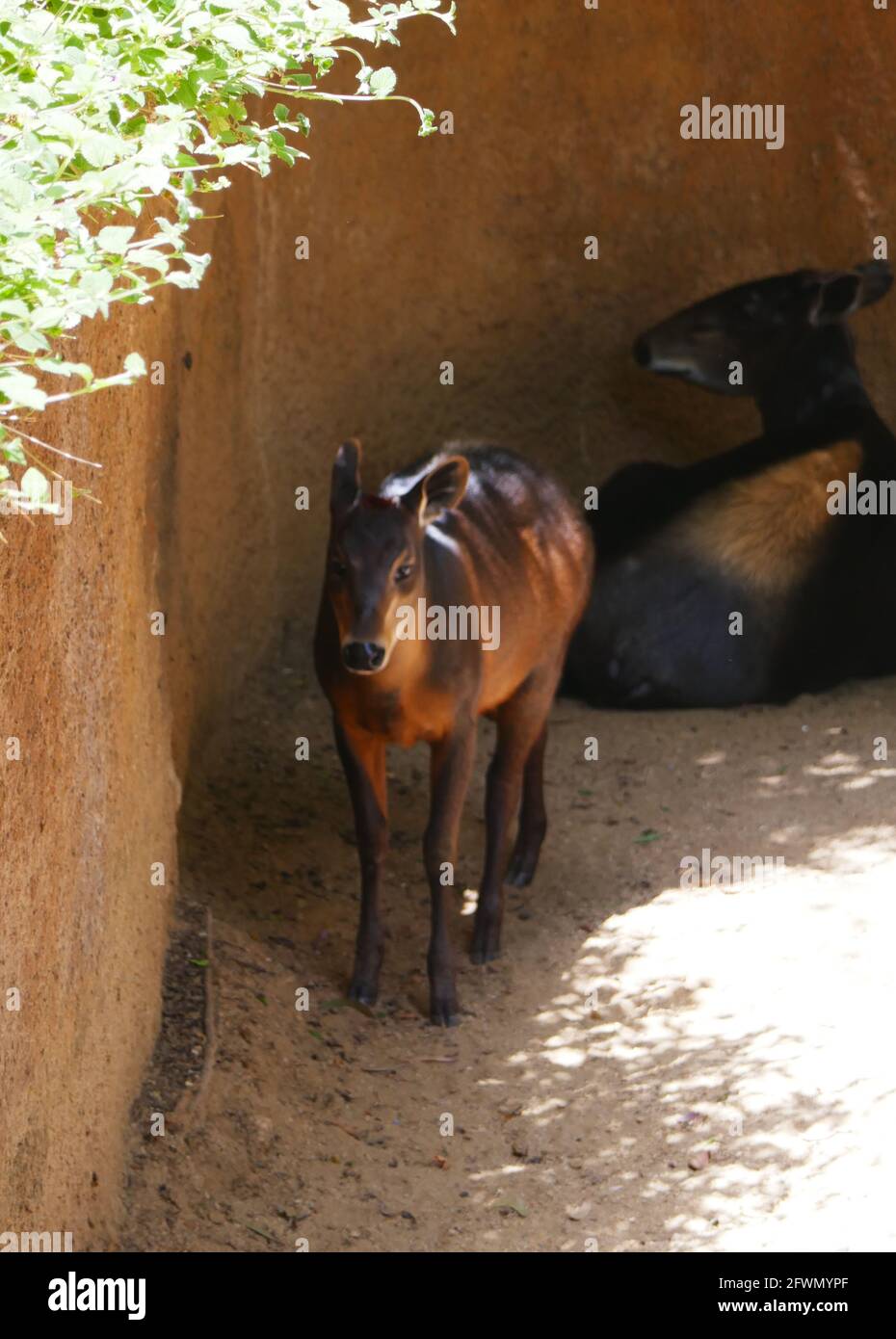 Los Angeles Californie Etats Unis Mai 21 Une Vue Generale De L Atmosphere De Duiker A Dos Jaune Et De Bebe Duiker Au Zoo De Los Angeles Qui A Ferme Le 13 Mars