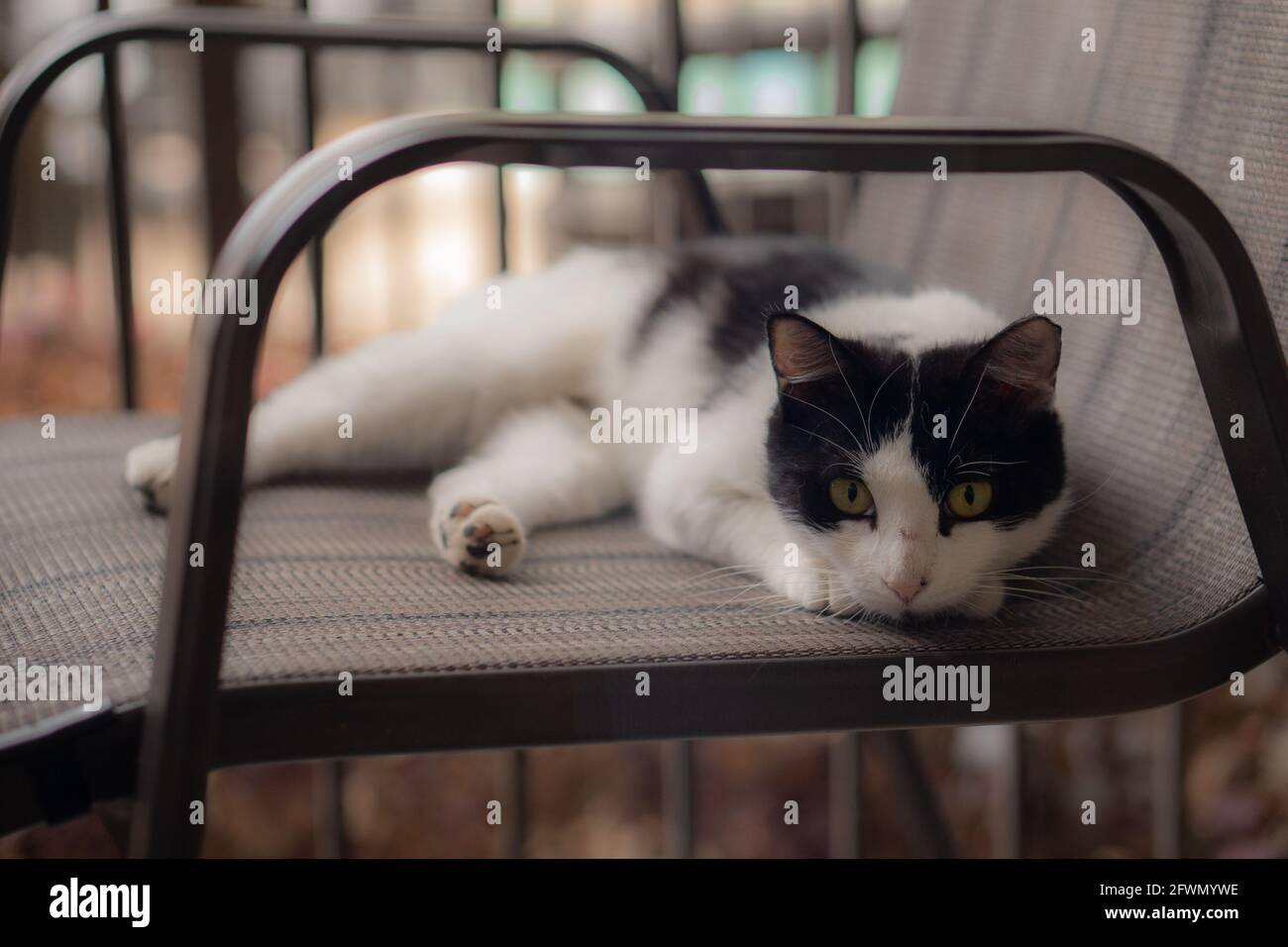 Un chat errant se détendre sur le patio. Le clip d'oreille gauche  représente que le chat était un piège TNR (Trap Neuter Release), pour gérer  la surpopulation de strays Photo Stock -