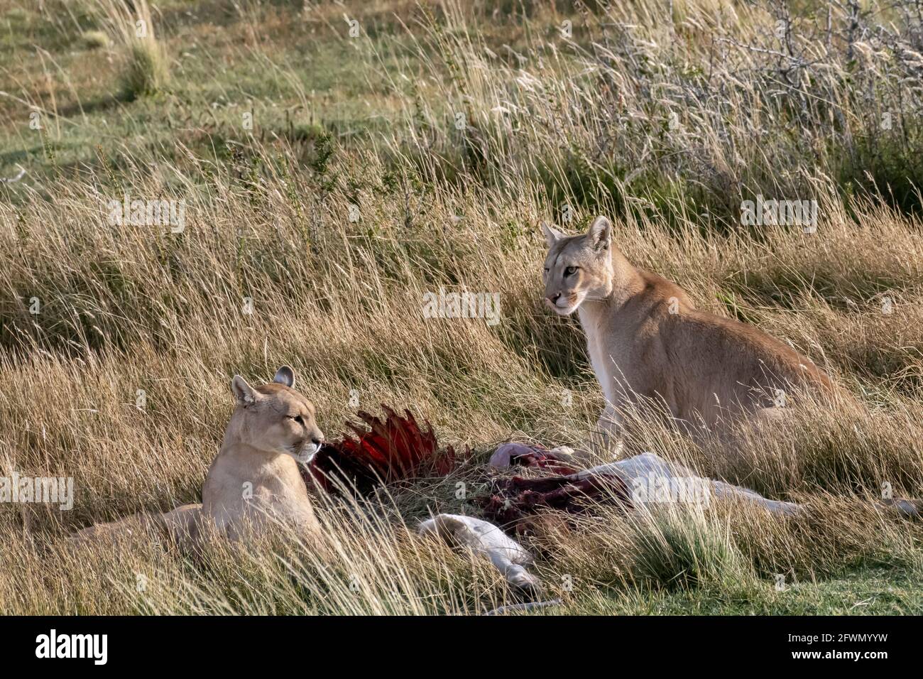 Mère puma et le cub de l'année dernière avec une carcasse guanaco, Lago Sarmiento, Patagonie Banque D'Images