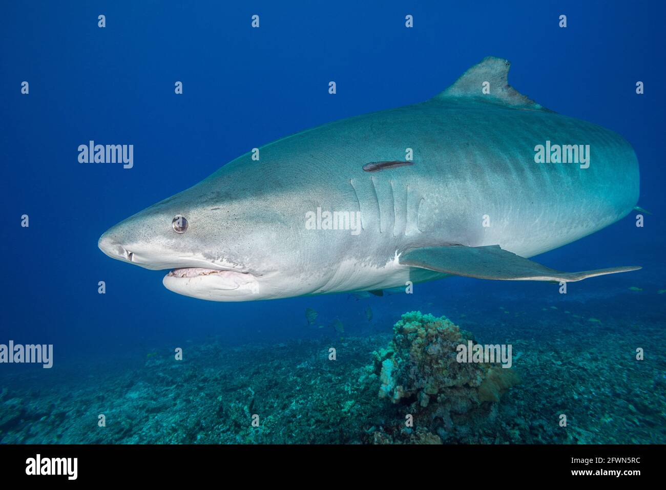 Requin tigre, Galeocerdo cuvier, avec remora ou sharksucker sur le flanc, nage au-dessus du récif de corail, Honokohau, Kona, Big Island, Hawaii, Etats-Unis, Océan Pacifique Banque D'Images