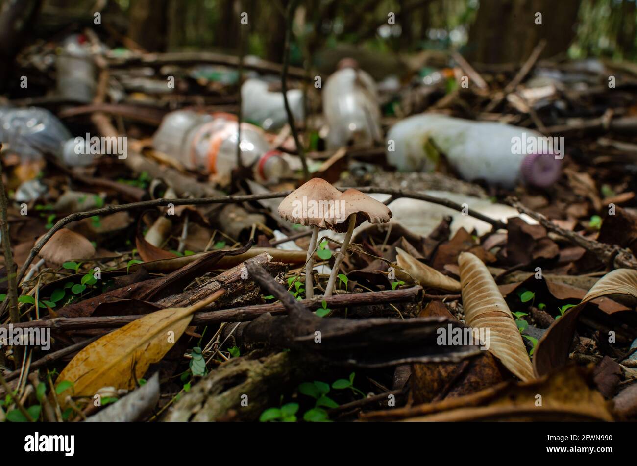 Pollution plastique massive dans le marais de mangrove de Panama City Banque D'Images