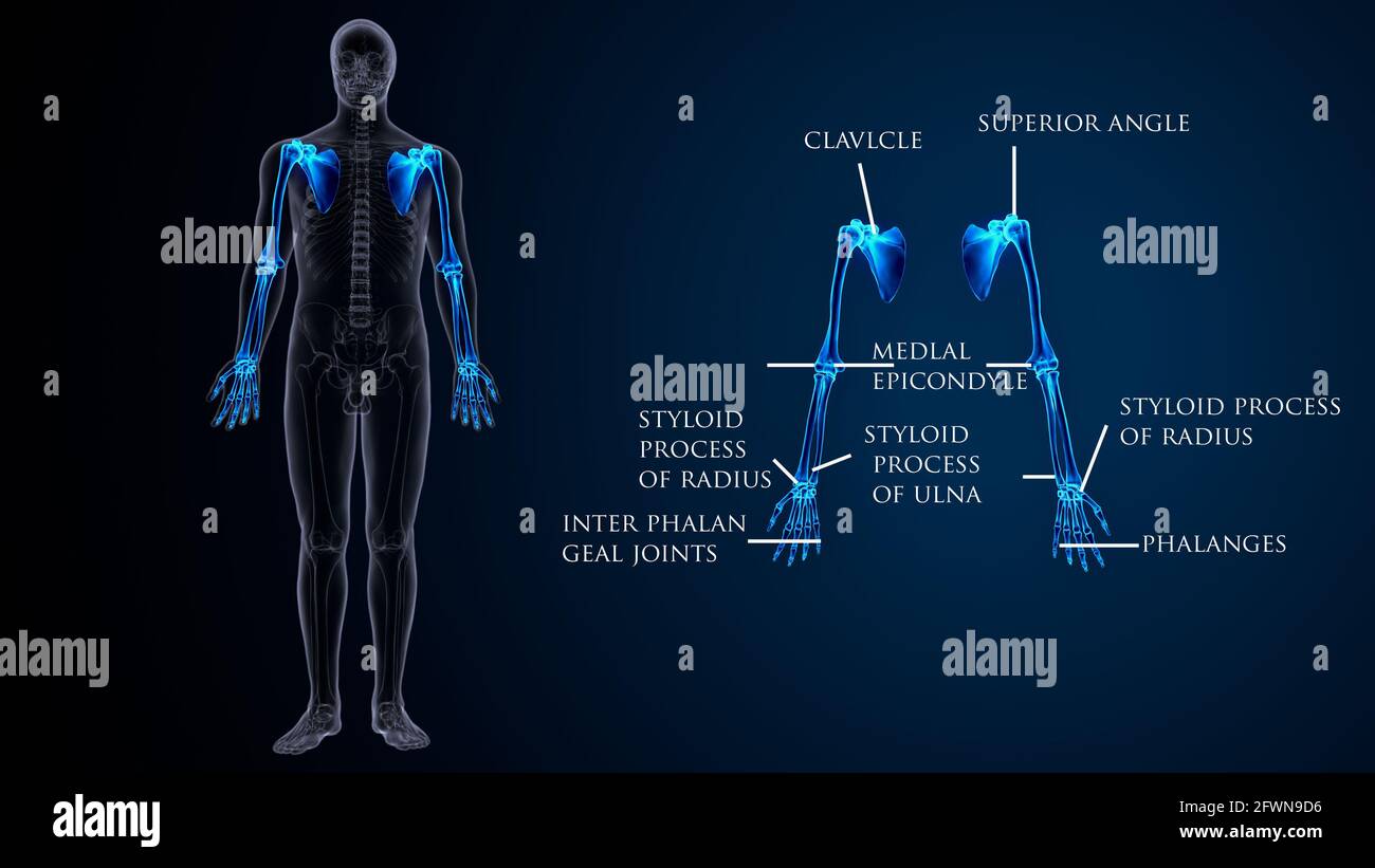 anatomie du squelette humain masculin. illustration 3d. Banque D'Images