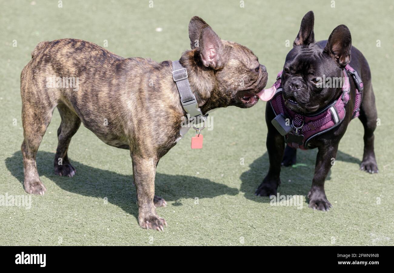Black and Brindle Frenchie marionnettes femelles socialisant. Parc pour chiens hors-laisse dans le nord de la Californie. Banque D'Images