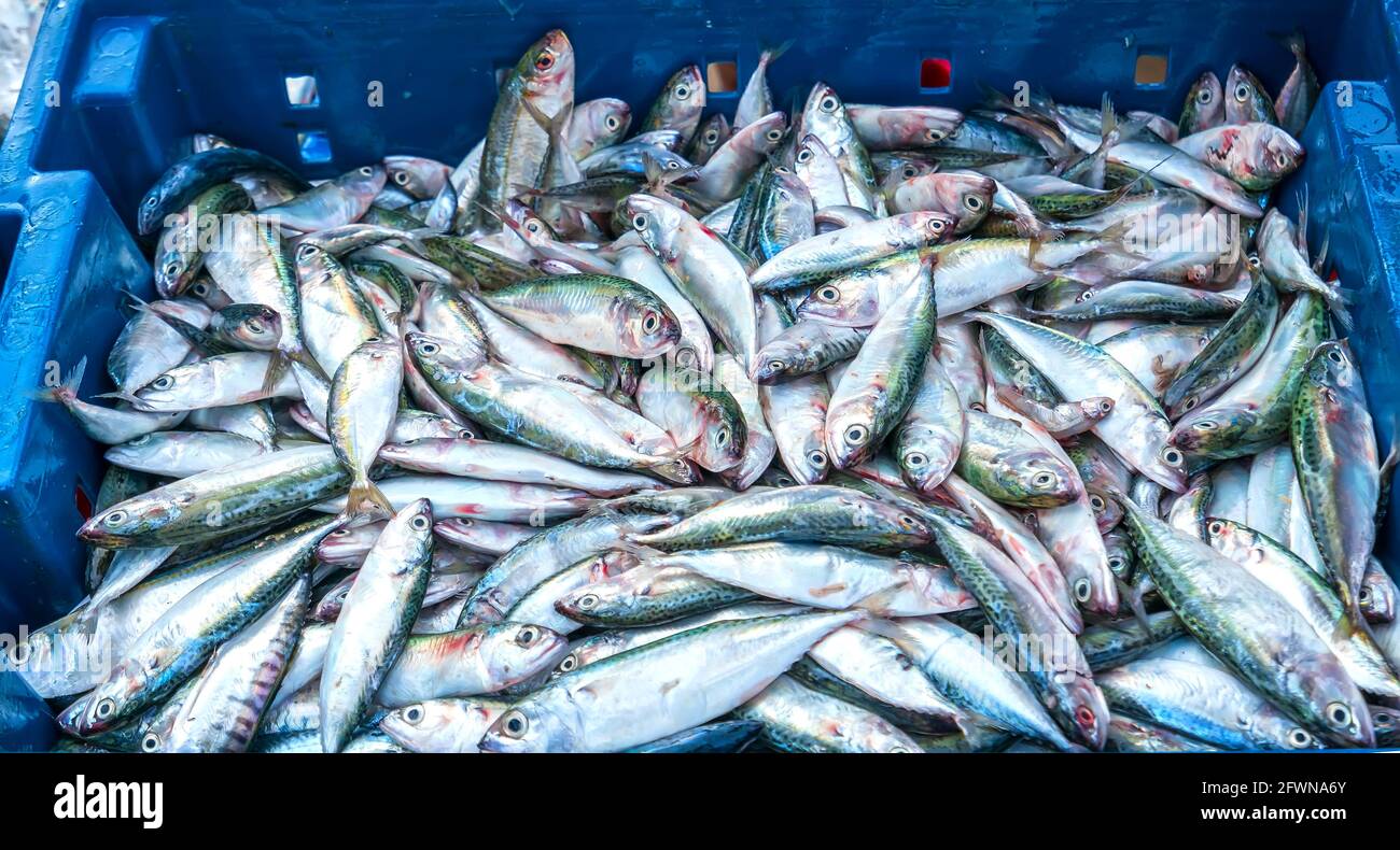 Poisson de mer après la capture vendue sur le marché des fruits de mer est un aliment nutritif riche en protéines pour la santé humaine Banque D'Images