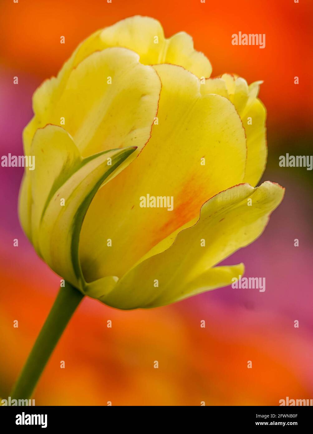 Tulipe jaune avec fond rose, gros plan Photo Stock - Alamy