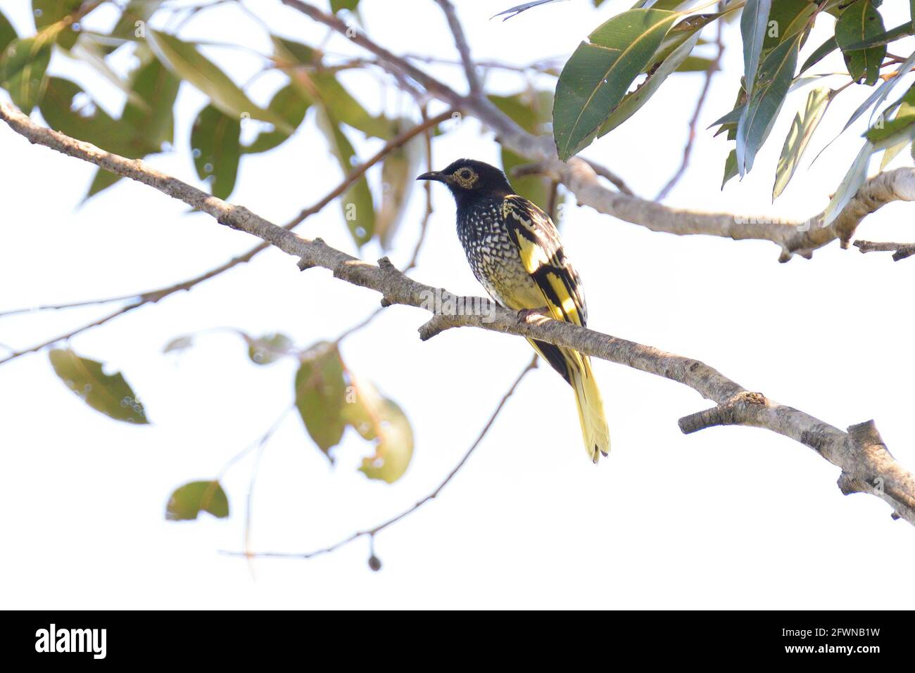 Un Regent Honeyeater (Anthochaera phrygia) en Nouvelle-Galles du Sud, en Australie, en danger critique d'extinction Banque D'Images