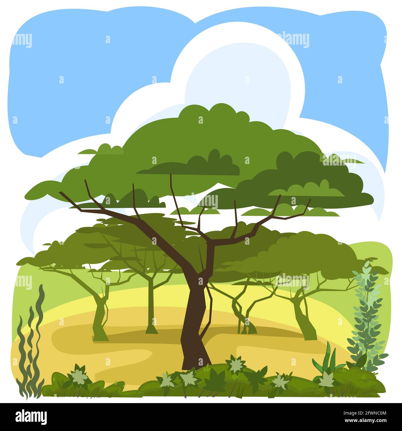 Acacia. Paysage rural vert avec arbres. Style dessin animé plat. L'illustration est isolée sur un fond blanc. Vecteur Illustration de Vecteur