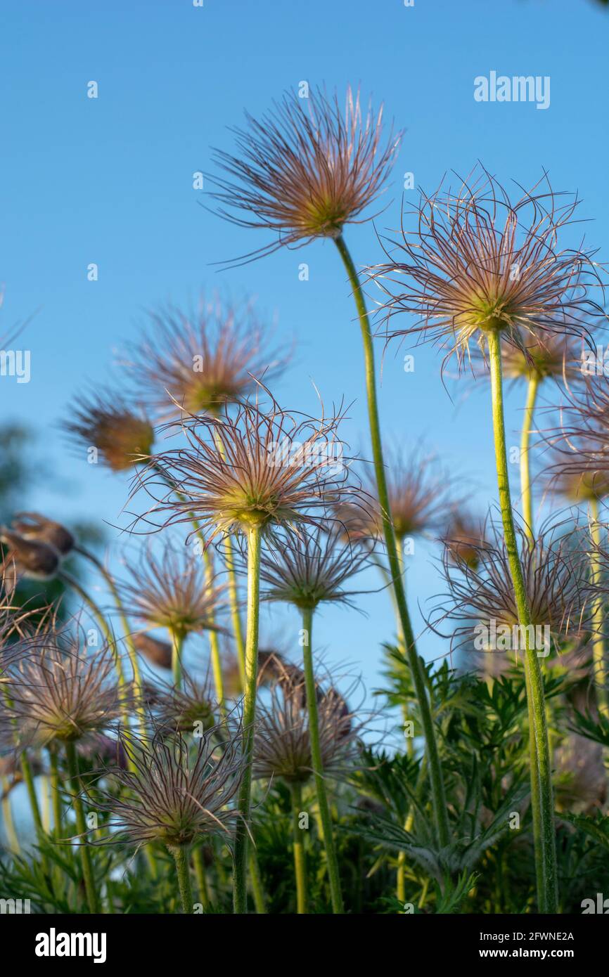 Gros plan des graines de plumes de la fleur de Pasque (Pulsatilla vulgaris) au printemps. Têtes de graines soyeuses de fleurs de paseireau d'Europe. Ciel bleu dans le backgrou Banque D'Images