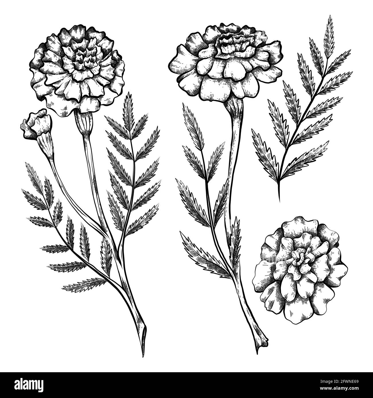 Ensemble de croquis botanique de différentes fleurs marigold avec ombrage. Dessin naturel floral monochrome vectoriel. Image de crayon de contour de plantes et f Illustration de Vecteur