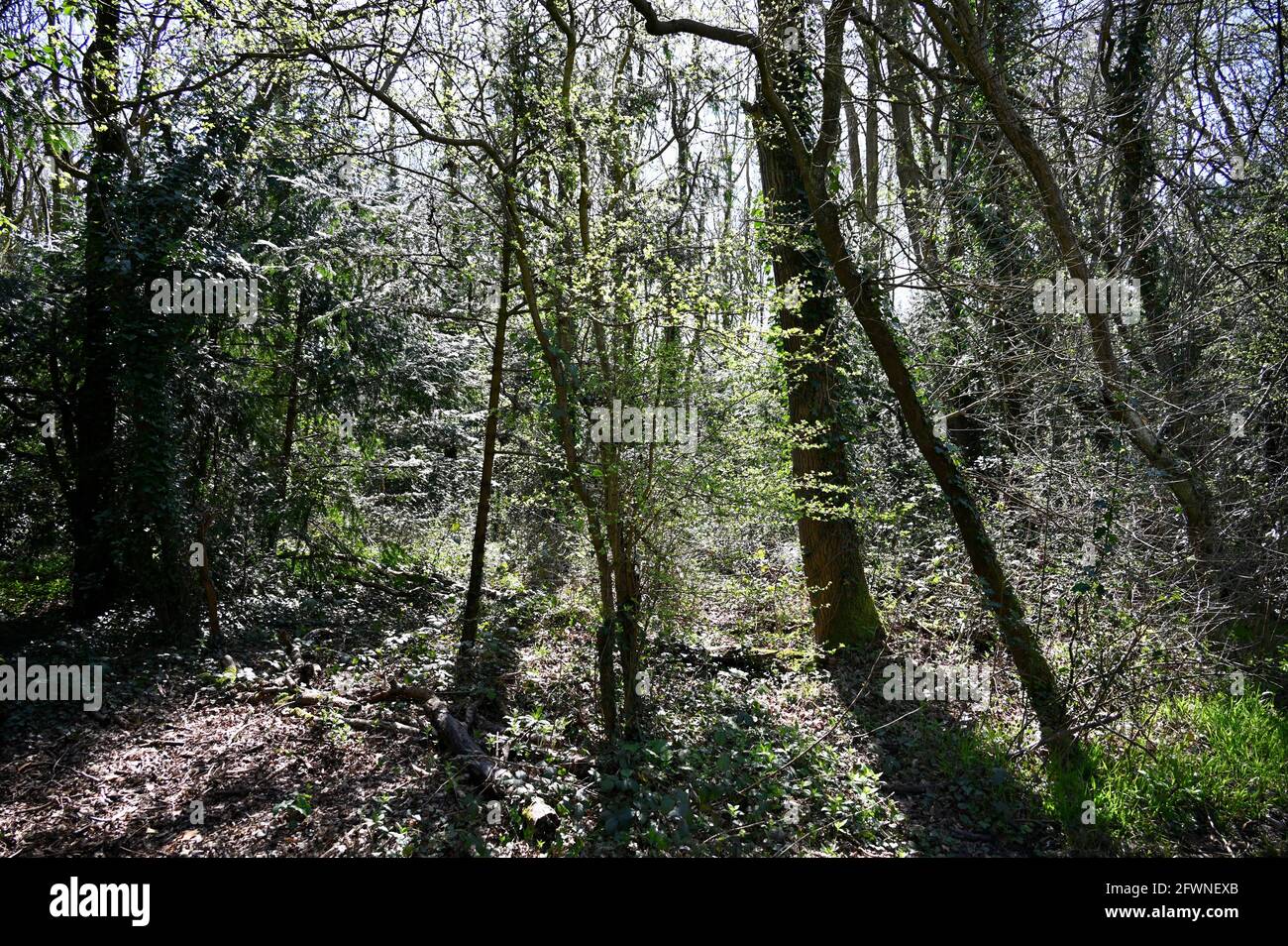 Foots Cray Meadows, Sidcup, Kent. UK Banque D'Images