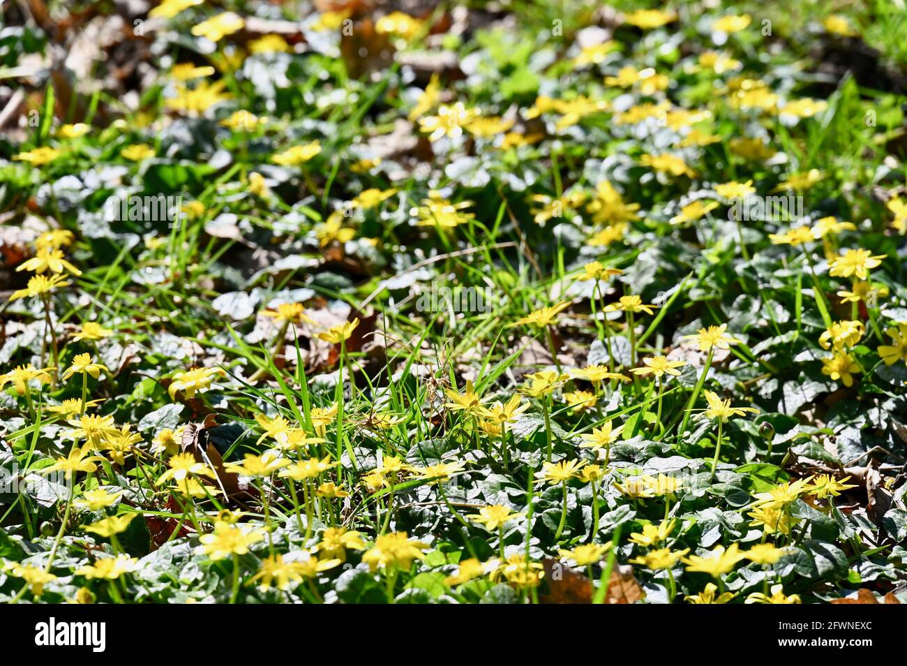 Fleurs sauvages, Foots Cray Meadows, Sidcup, Kent. ROYAUME-UNI Banque D'Images