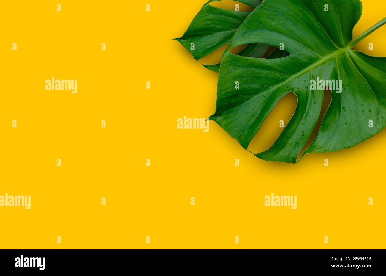 Jungle tropicale Monstera plante feuilles isolées sur fond jaune Banque D'Images