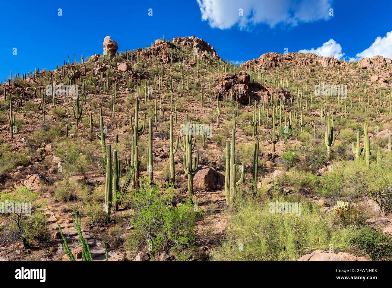 Paysage de cactus Saguaro Banque D'Images