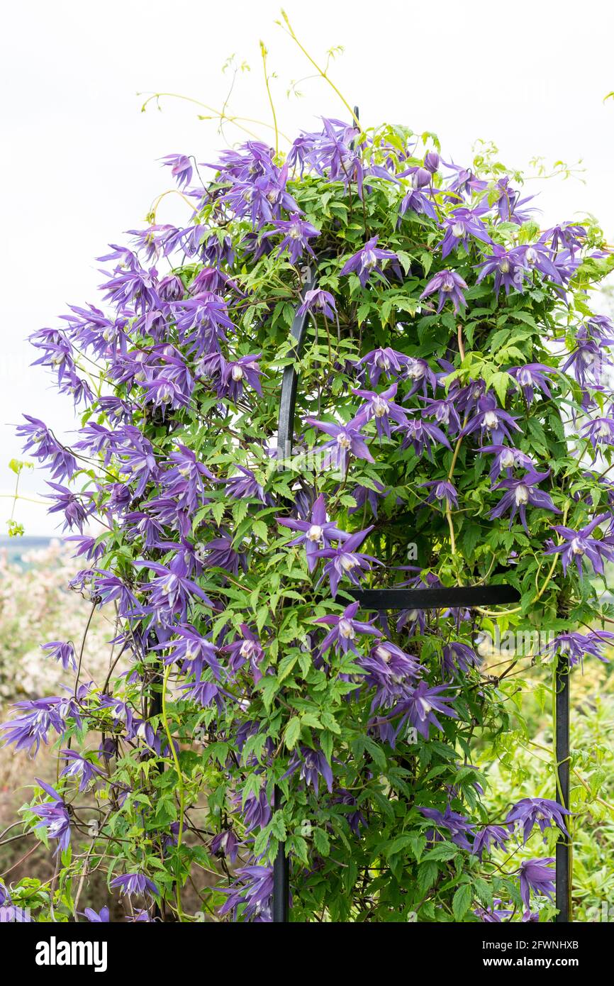 Clematis alpina qui grandit un obélisque dans un jardin Banque D'Images