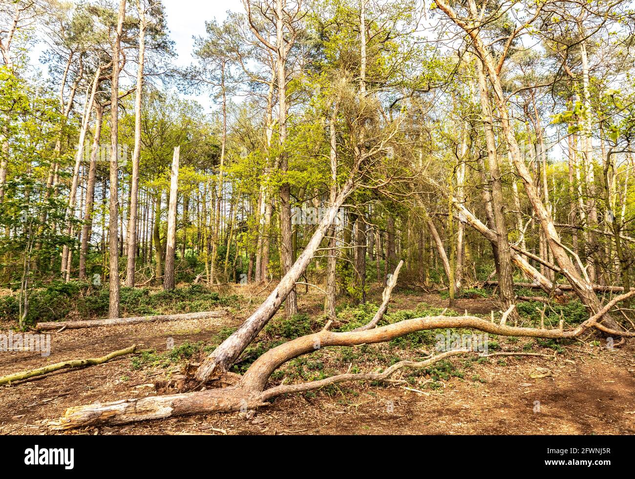 Woodland, Sandy, Royaume-Uni Banque D'Images