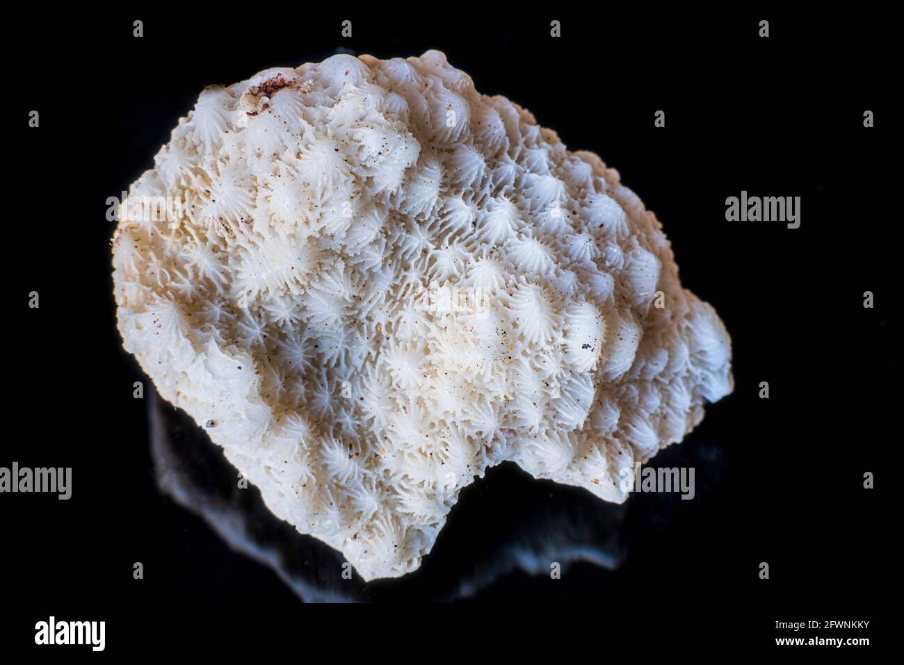 Gros plan de la coquille du squelette de corail séché. Photo de haute qualité Banque D'Images