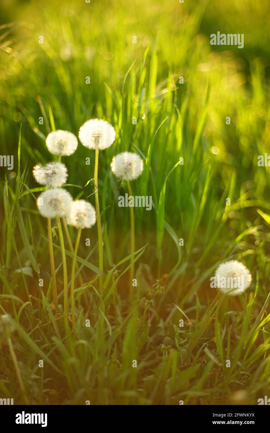 Terrain ensoleillé avec fleurs de pissenlit moelleuses dans l'herbe verte. Banque D'Images