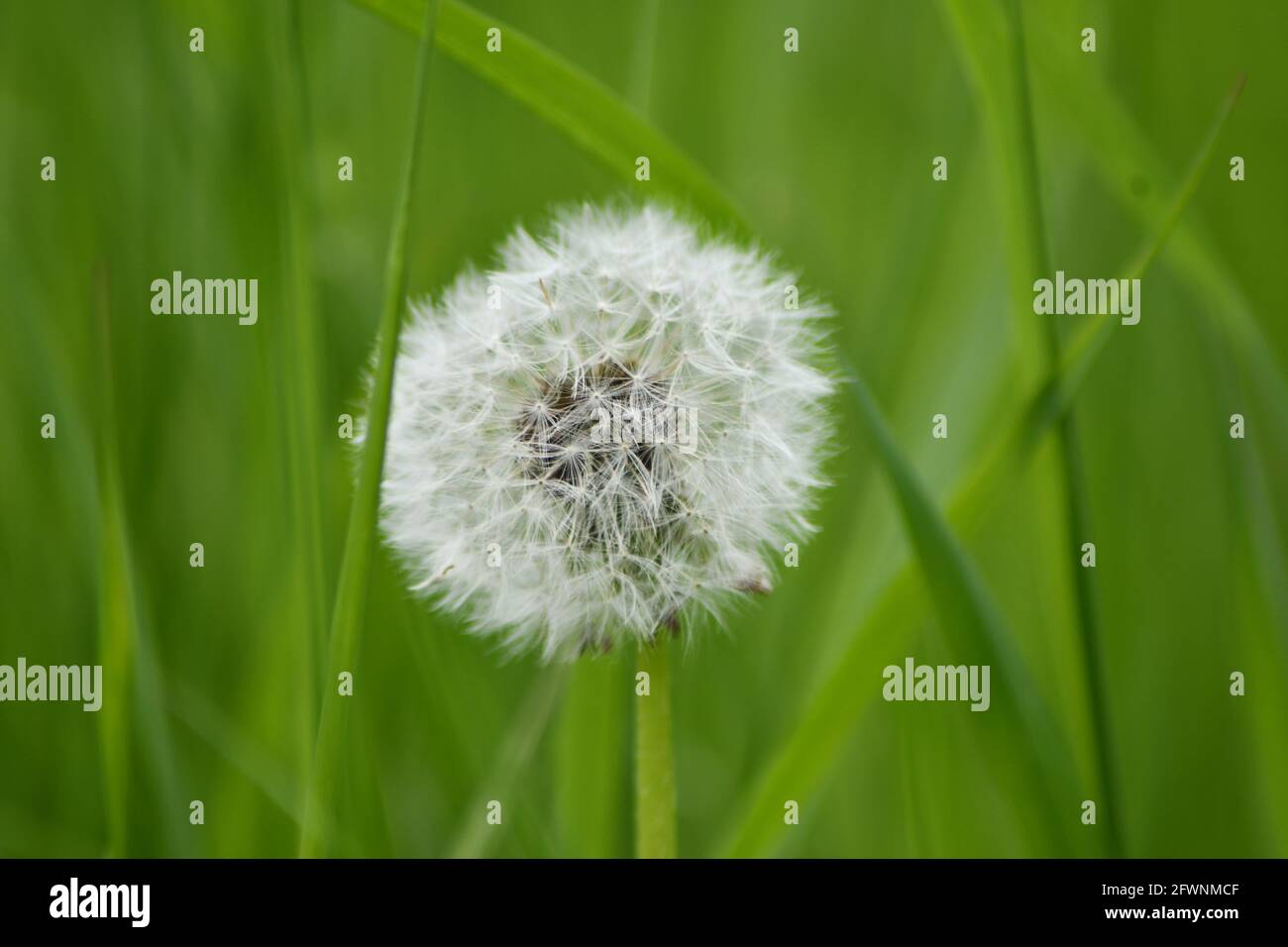 toute la pissenlit dans un matin de printemps est un vert frais arrière-plan herbe Banque D'Images