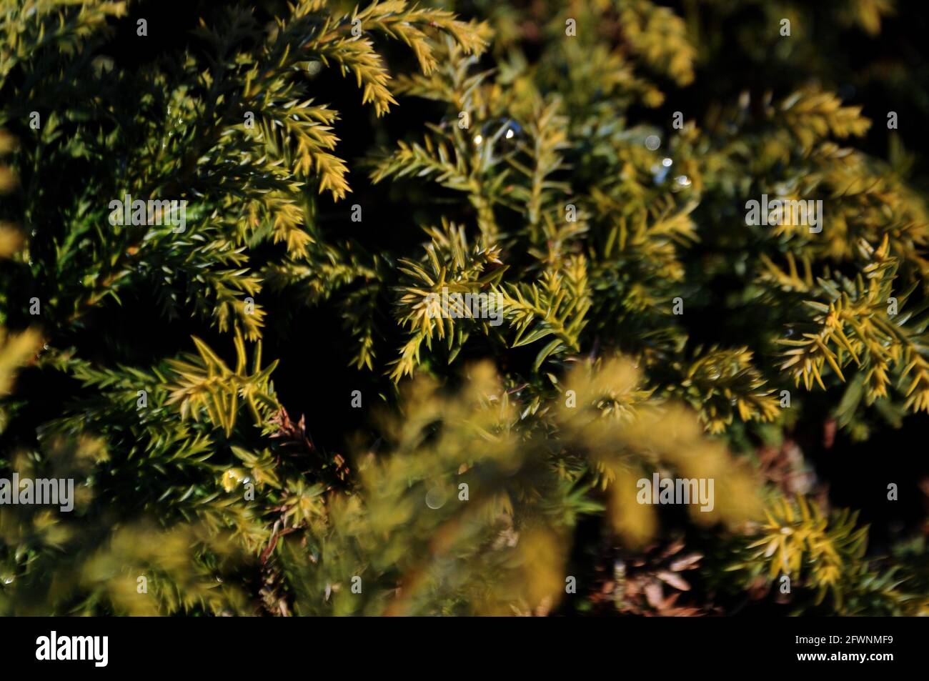 Vert abstrait hiver buisson fond Banque D'Images