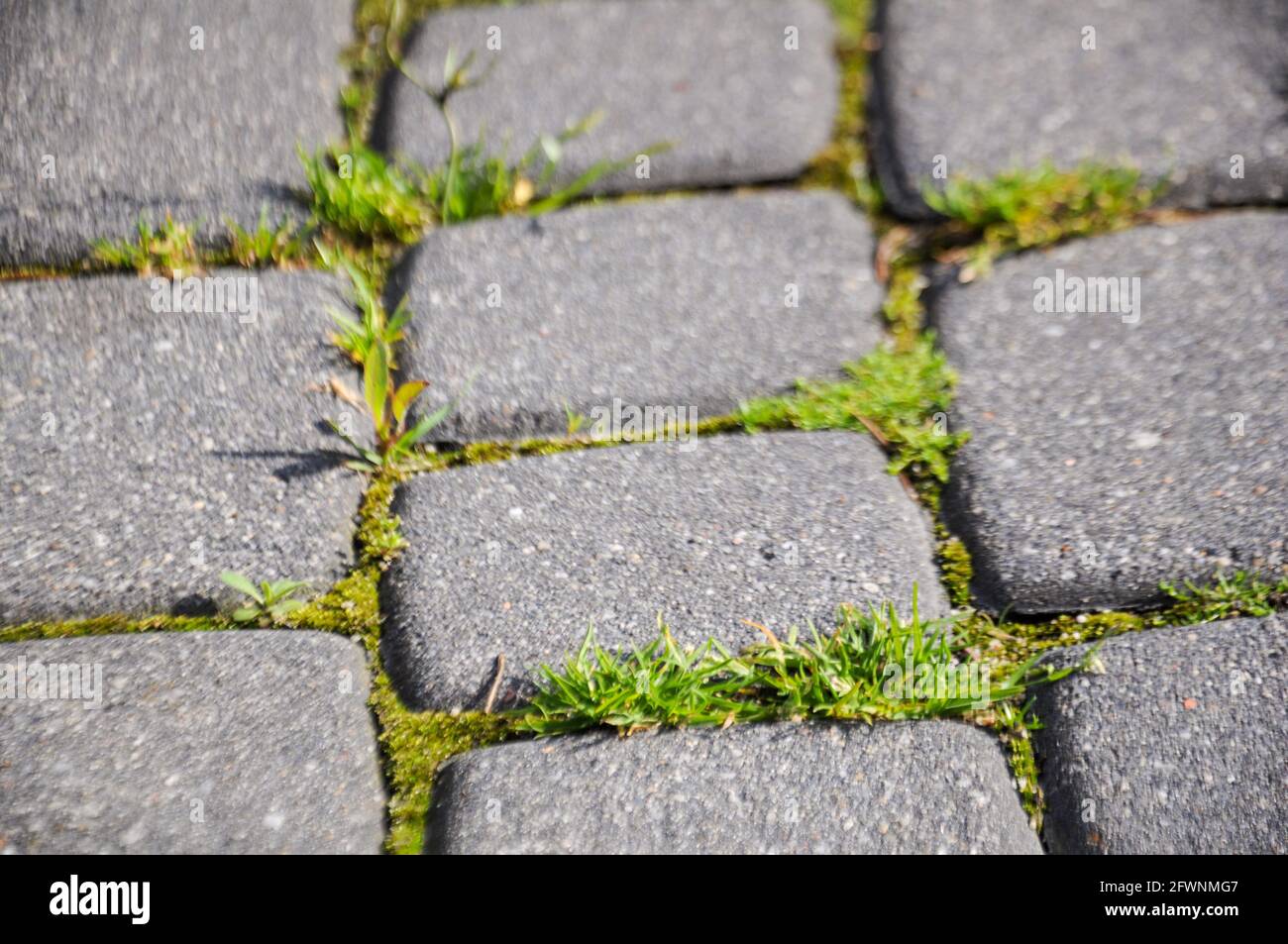 Les mauvaises herbes vertes poussent sur le trottoir vicky. Le pouvoir de la nature Banque D'Images