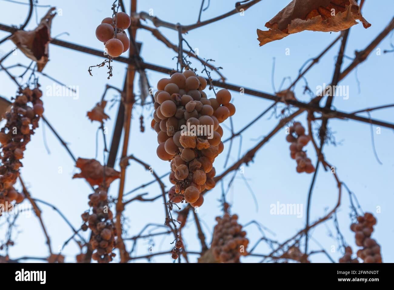La récolte de raisin manquant. Un bouquet de raisins manquants sur une branche. Banque D'Images