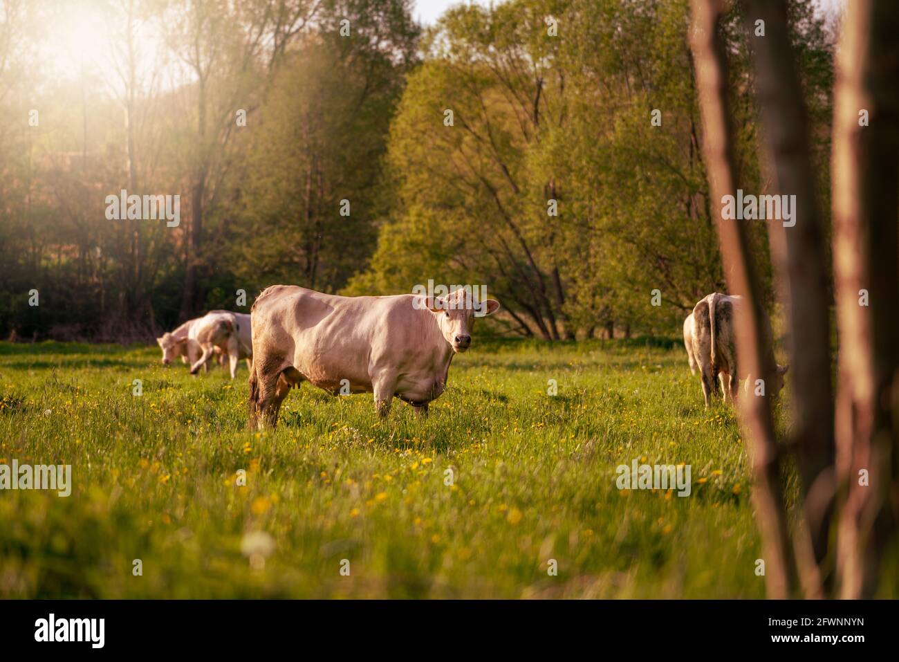 une vache se tient dans le champ et regarde dans le appareil photo Banque D'Images