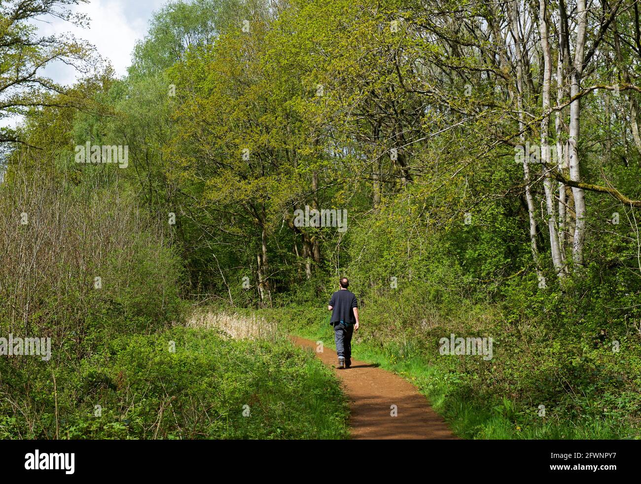 Homme d'âge moyen marchant le long de la piste au Ryton pools Country Park, West Midlands, Warwickshire, Angleterre Royaume-Uni Banque D'Images