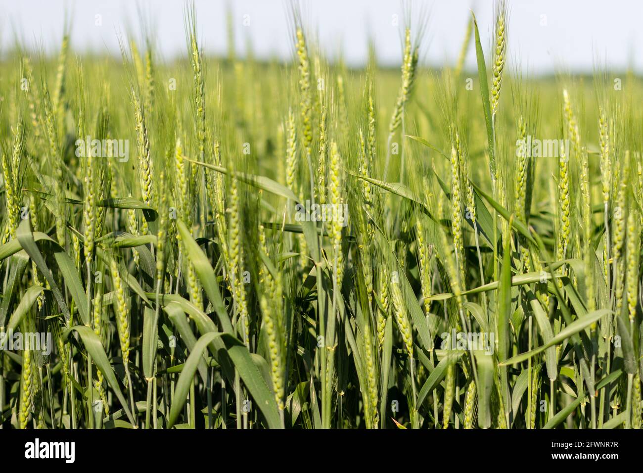 Champ de blé vert. Industrie agricole. Photo haute résolution. Banque D'Images