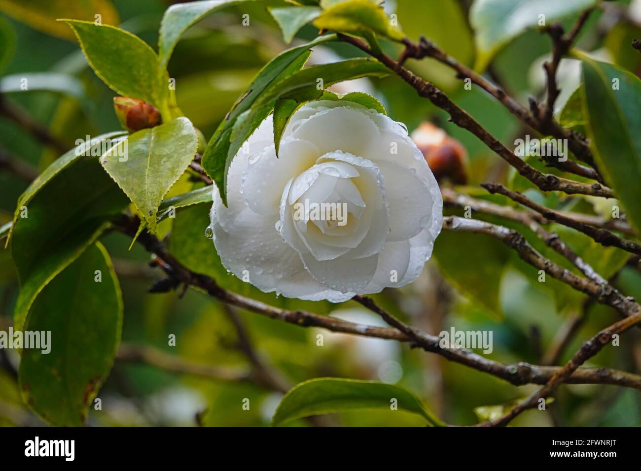 Camélia blanc avec quelques gouttes de pluie sur les pétales.train, fleur  de cerisier, arbre, nuage. Vues diverses sur l'aire de loisirs de la forêt  nationale d'Alishan à Chiay Photo Stock - Alamy