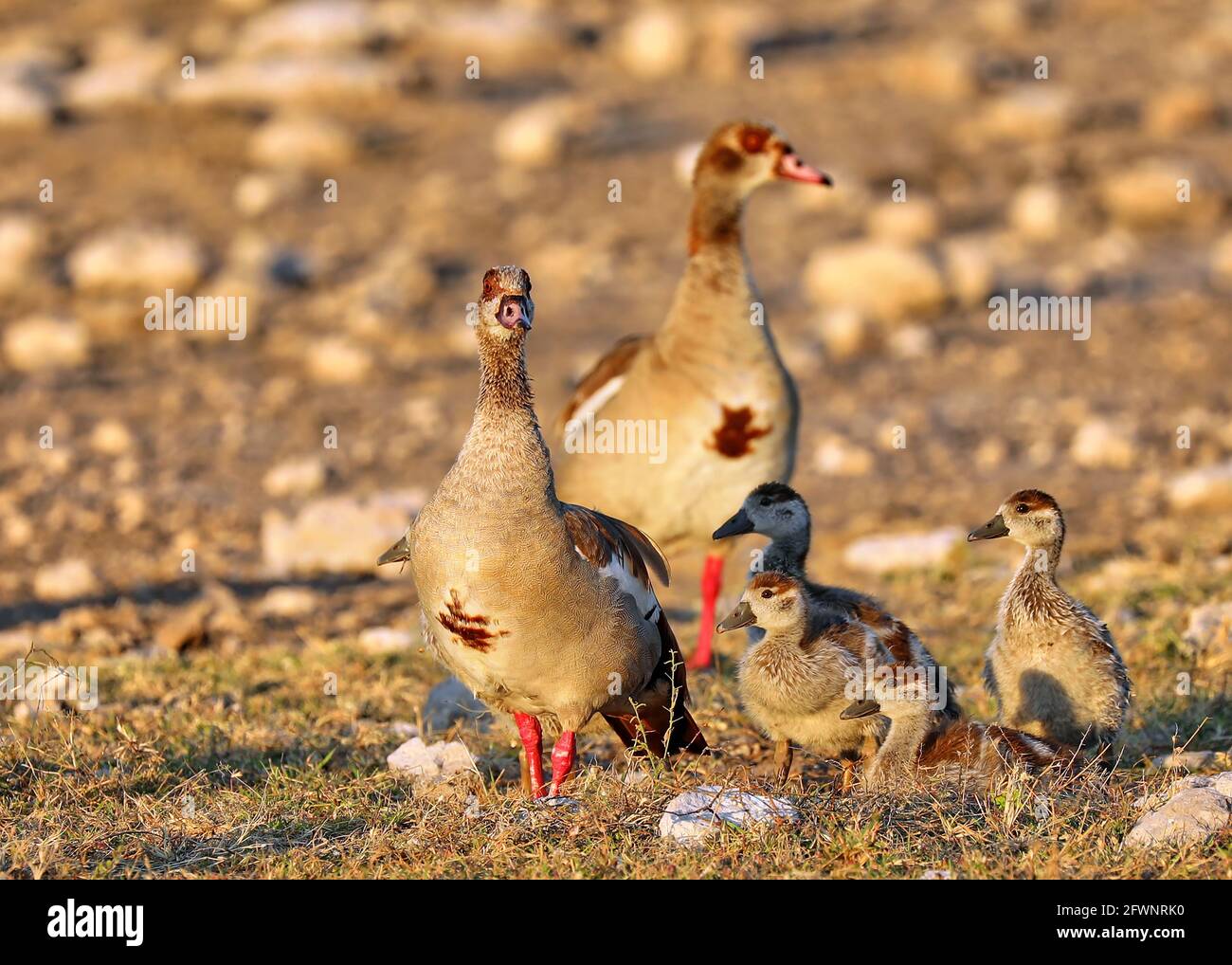 Famille des oies égyptiennes, Parc national d'Etosha, Namibie Banque D'Images