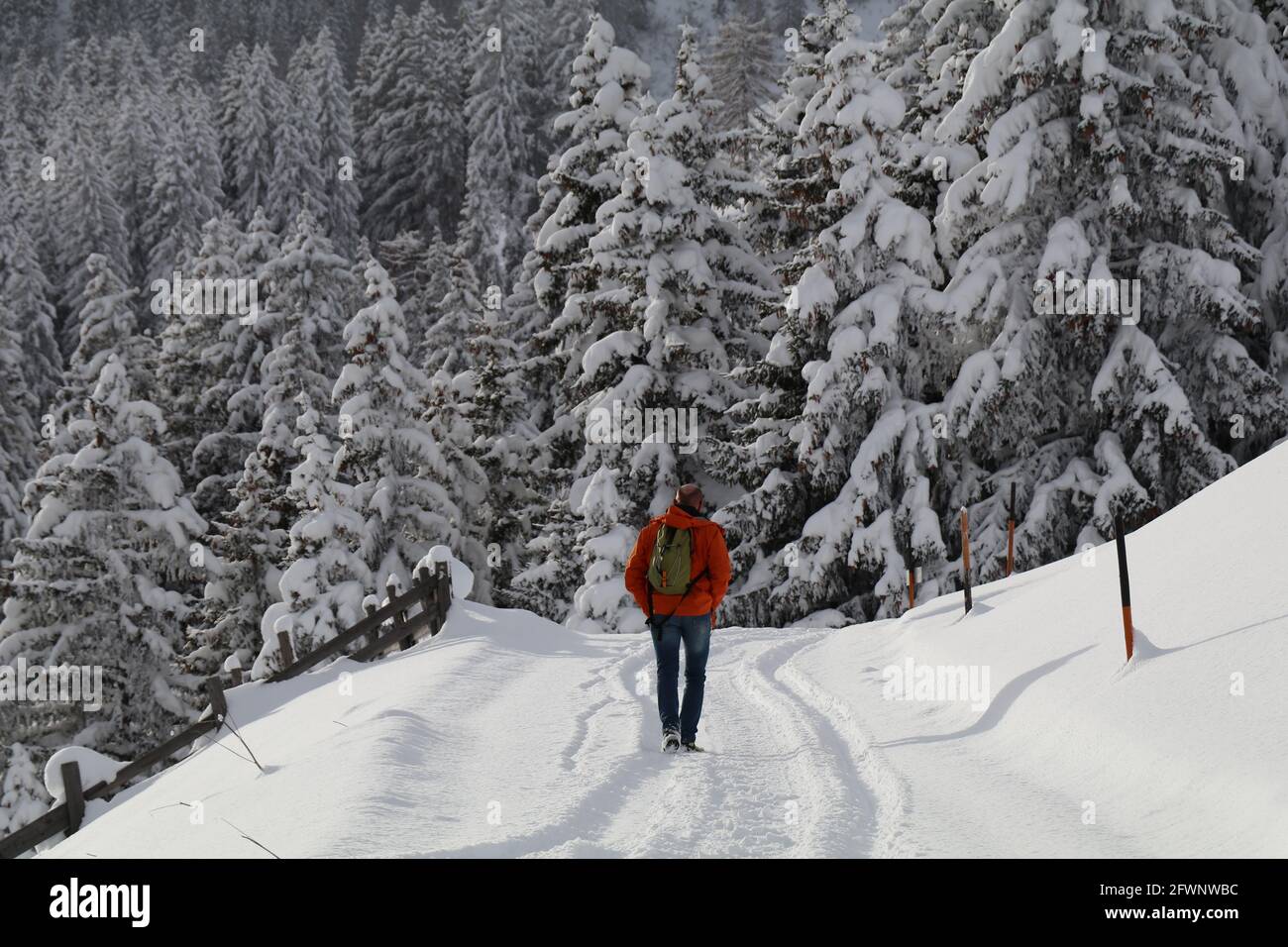 randonneur solitaire sur un sentier enneigé se dirigeant vers la forêt Banque D'Images