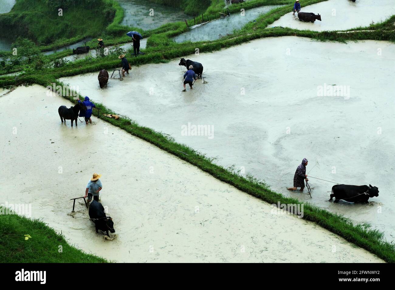 Liping, Guizhou, Chine. 24 mai 2021. Des villageois participent à une exposition agricole traditionnelle.ce jour-là, dans le village de Yangdong, la ville de Shangzhong, le comté de Liping, Qiandongnan Miao et la préfecture autonome de Dong, dans la province de Guizhou, des agriculteurs locaux ont conduit près d'un millier de bovins dans les champs pour participer à des activités agricoles traditionnelles. Crédit : ZUMA Press, Inc./Alay Live News Banque D'Images