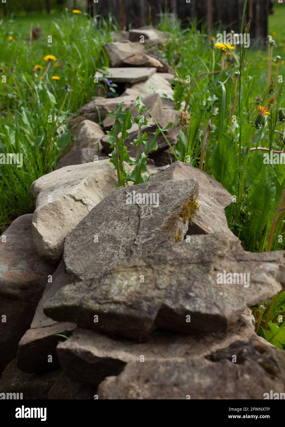 Un mur bas de pierres blanches au milieu de l'herbe de printemps verte et des pissenlits. Banque D'Images