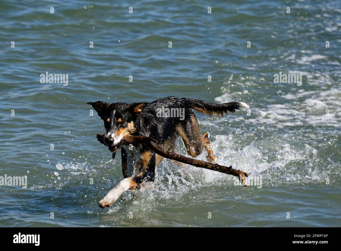 Un chien de tête a tiré un bâton jeté dans le eau Banque D'Images