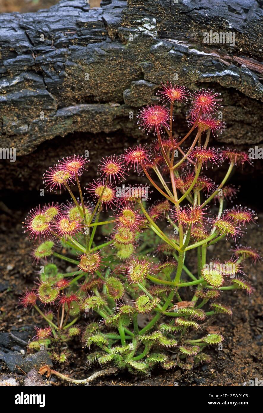 Le rossolis (Drosera) Insectiverous les espèces végétales du parc national de Stirling en Australie occidentale PL000688 Banque D'Images
