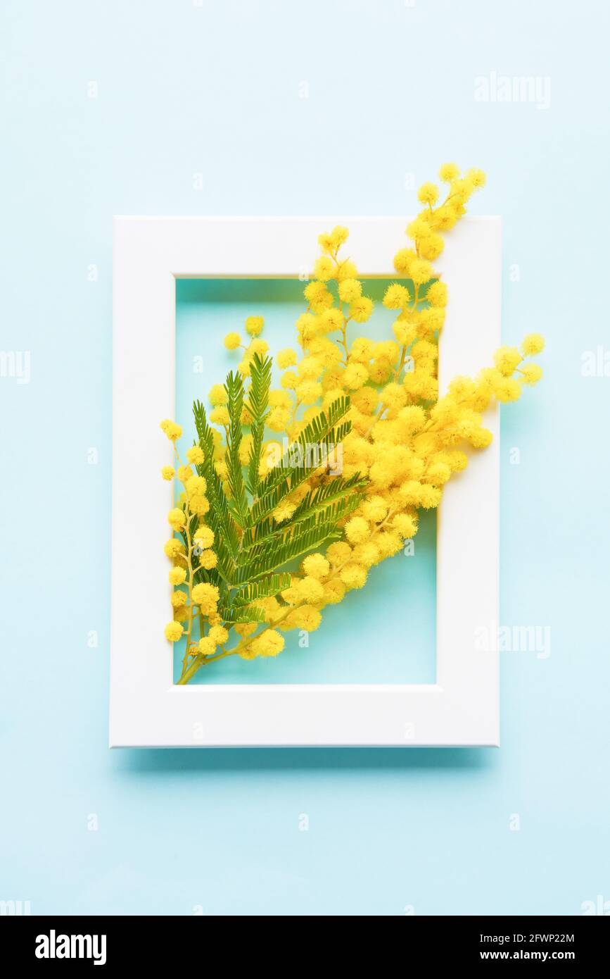 Concept de ressort. Fleurs mimosa jaunes et cadre photo blanc sur fond bleu clair. Plan à plat, espace de copie pour le texte Banque D'Images